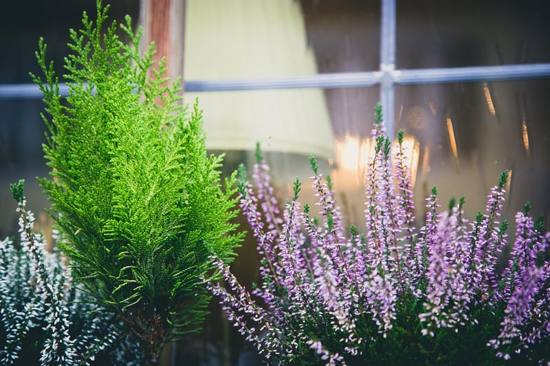 Magical Garden Designs